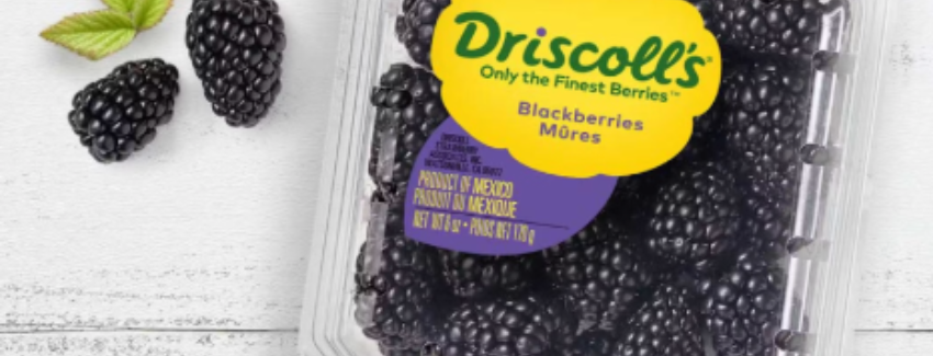 Driscoll’s Fresh Blueberries