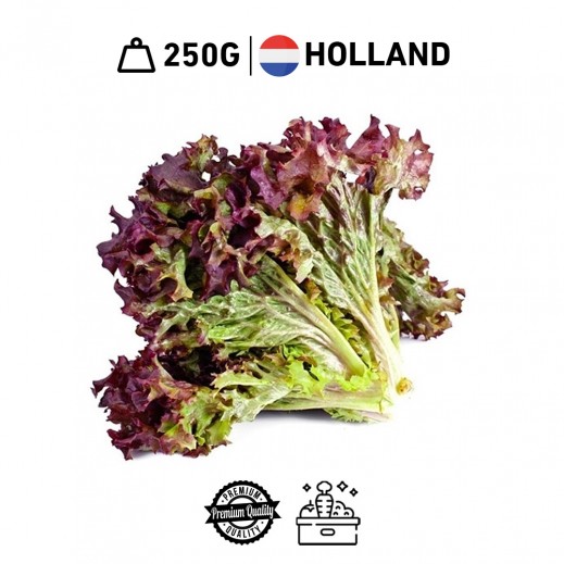 Fresh Dutch Lettuce Lollo Rossa (250 g Approx)