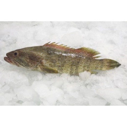 Fresh Balol Fish 1 kg
