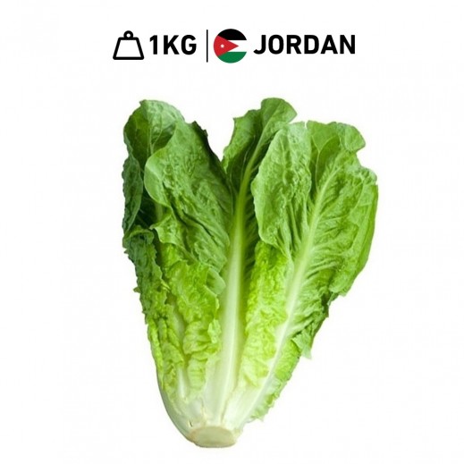 Fresh Jordanian Roman Lettuce (1 kg Approx) - delivered by Taw9eel Fast