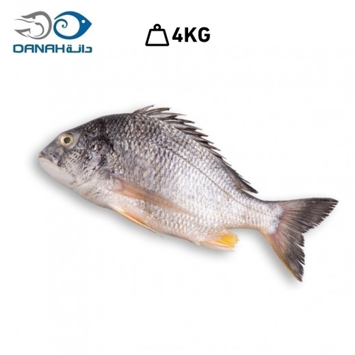 Danah Fresh Kuwaiti Shaem (4 kg) - delivered by Danah Fish within 6 working hours