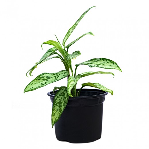 Aglaonema Silver Chinese Evergreen Plant - delivered by House of development - Delivery Within 24 Hours 
