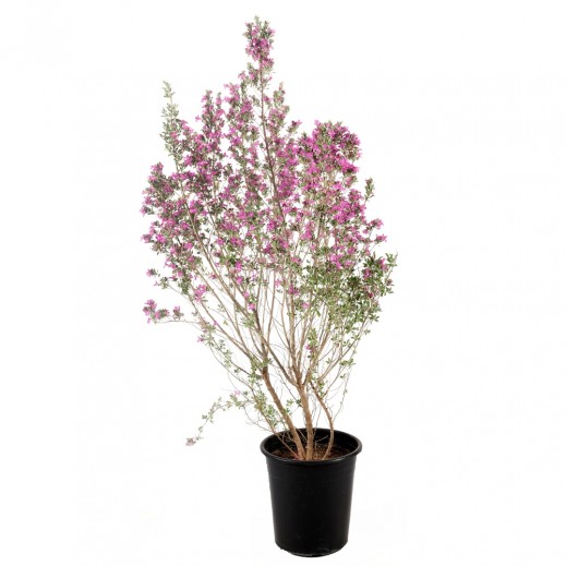 Leucophyllum Frutescens - delivered by House of development - Delivery Within 24 Hours 
