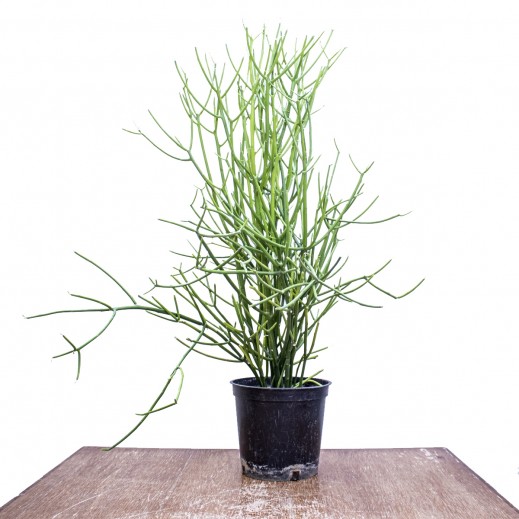 Euphorbia Tirucalli - delivered by House of development - Delivery Within 24 Hours 
