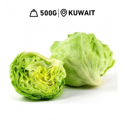 Fresh Kuwaiti Iceberg Lettuce Al Shamiah Farm (500 g Approx.) - delivered by Taw9eel Fast