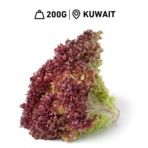 Fresh Kuwaiti Lettuce Lollo Rossa 1 Piece (200 g Approx) - delivered by Taw9eel Fast