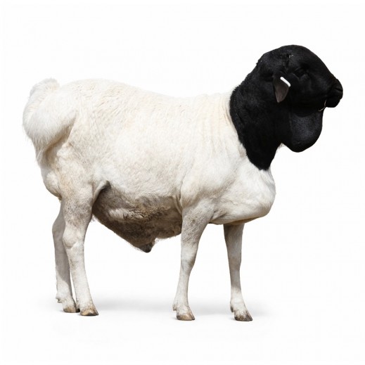 المواشي ذبيحة خروف هرفي صومالي طازجة 7 - 10 كجم تقريبًا - يتم التوصيل بواسطة المواشى خلال 24 ساعه عمل 