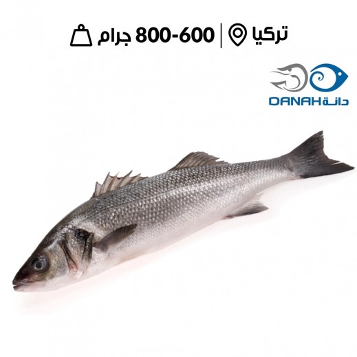 دانة - سمك سيباس تركي طازج 600 - 800 جم - يتم التوصيل بواسطة اسماك الدانه خلال 6 ساعات عمل