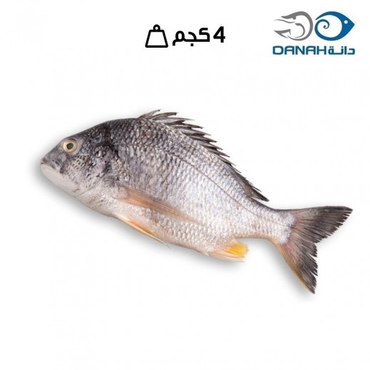 دانة - شعم كويتي طازج (4 كجم) - يتم التوصيل بواسطة اسماك الدانه خلال 6 ساعات عمل