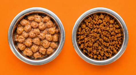 طبقين يوضحان الفرق بين الأكل الجاف والأكل الرطب للقطط