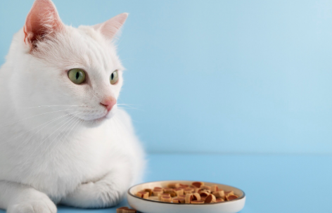 قطة بيضاء تنظر إلى طبق من الأكل